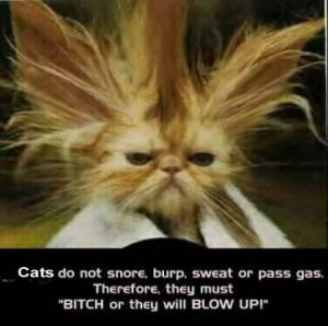silly-cats-saying-about-blowing-up-.jpg