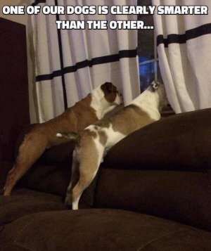 funny-pictures-one-of-our-dogs-smarter-other-window-drapes.jpg