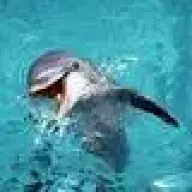 FlipperTheLovelyOne