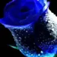 thebluerose