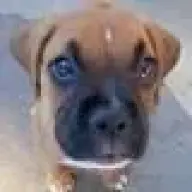 hachi