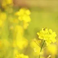 jessirinneyswift