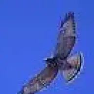 Broadwinged