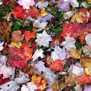 Fall_Leaves2