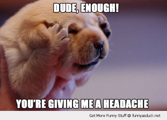 funny-headache-puppy-dog-dude-enough-paws-ears-cute-pics.jpg