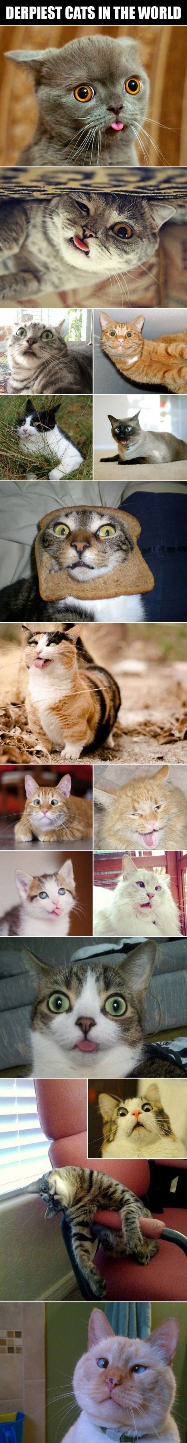 funny-pictures-derpiest-cats-world-600x4611.jpg