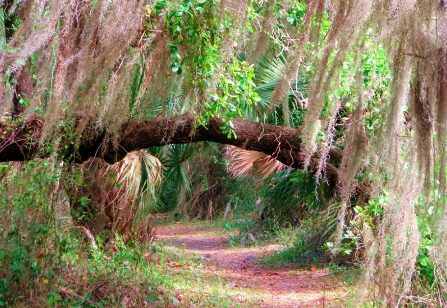 2a_Myakka_Trail.webp