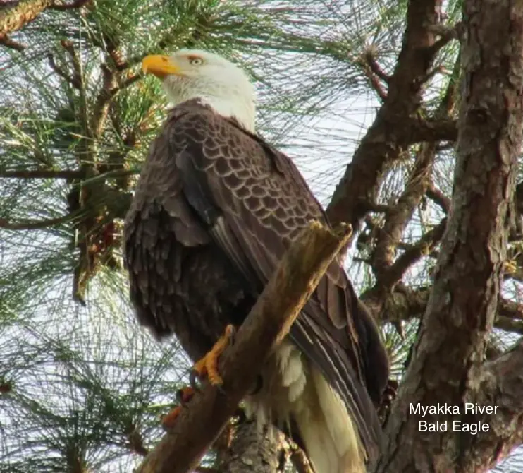 2b_Myakka_BaldEagle.webp
