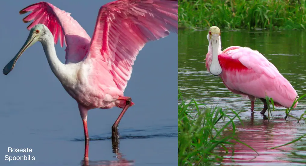 2i_Myakka_RoseateSpoonbills.webp