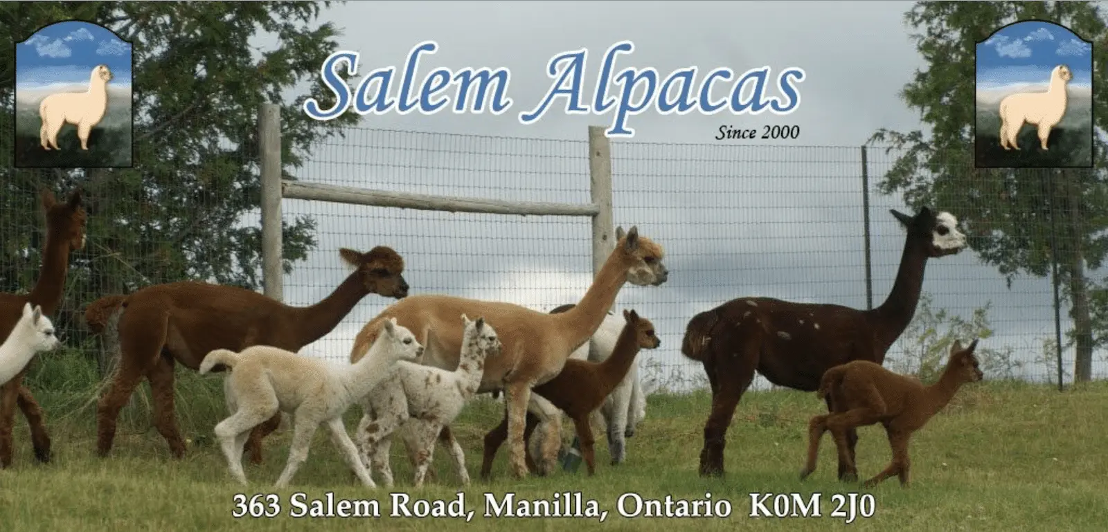 Alpaca_A2.webp