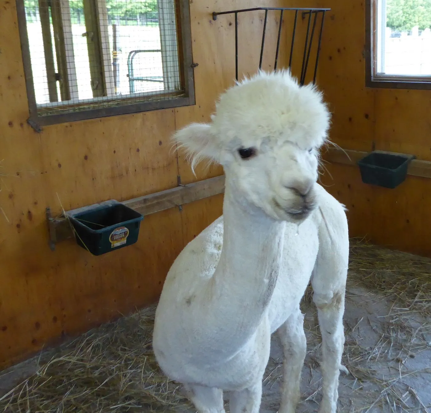 Alpaca_B1.webp