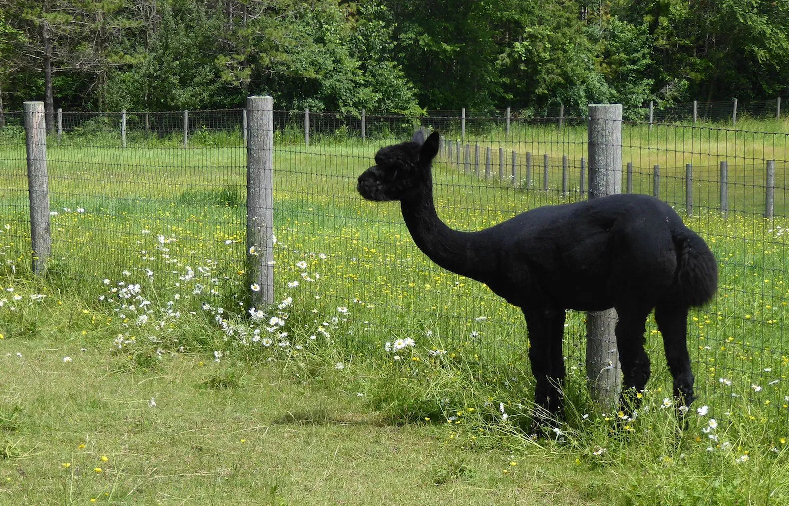 Alpaca_B6.webp