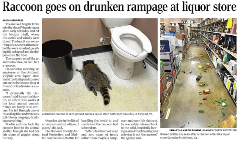 DrunkRaccoon.webp