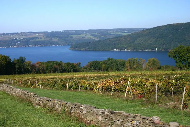 FingerLakesVineyard1.webp