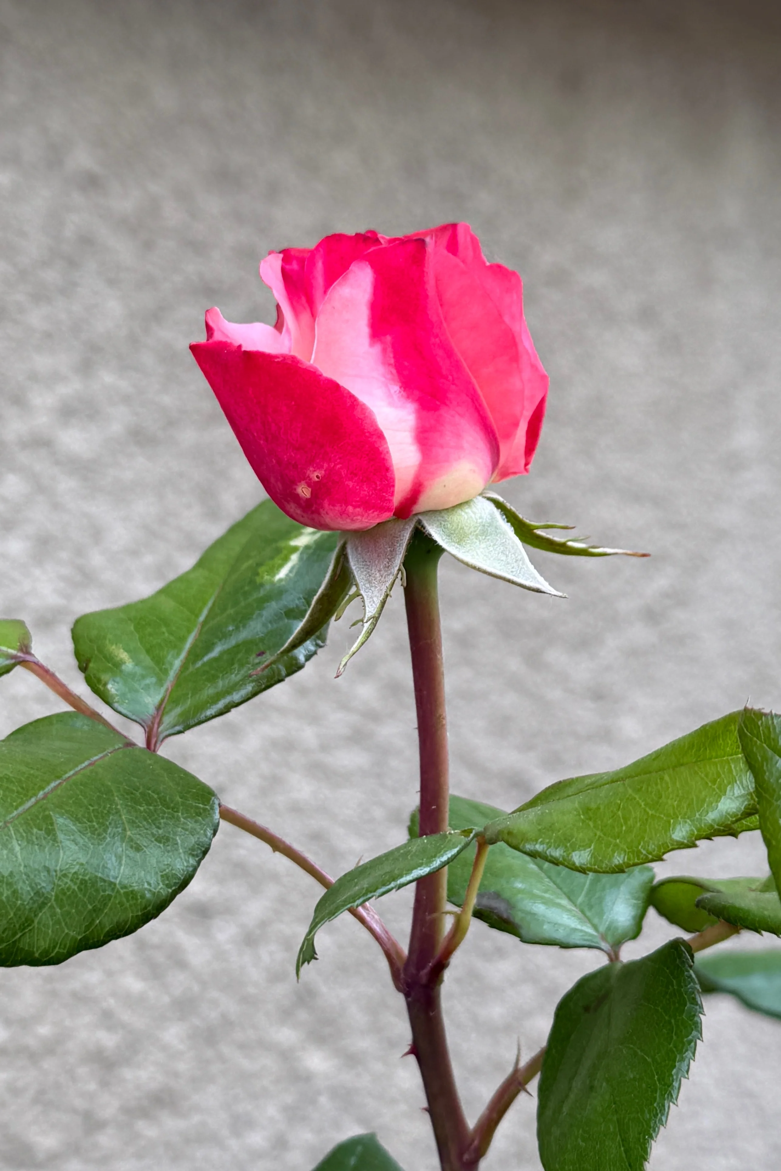 Image 7.webp