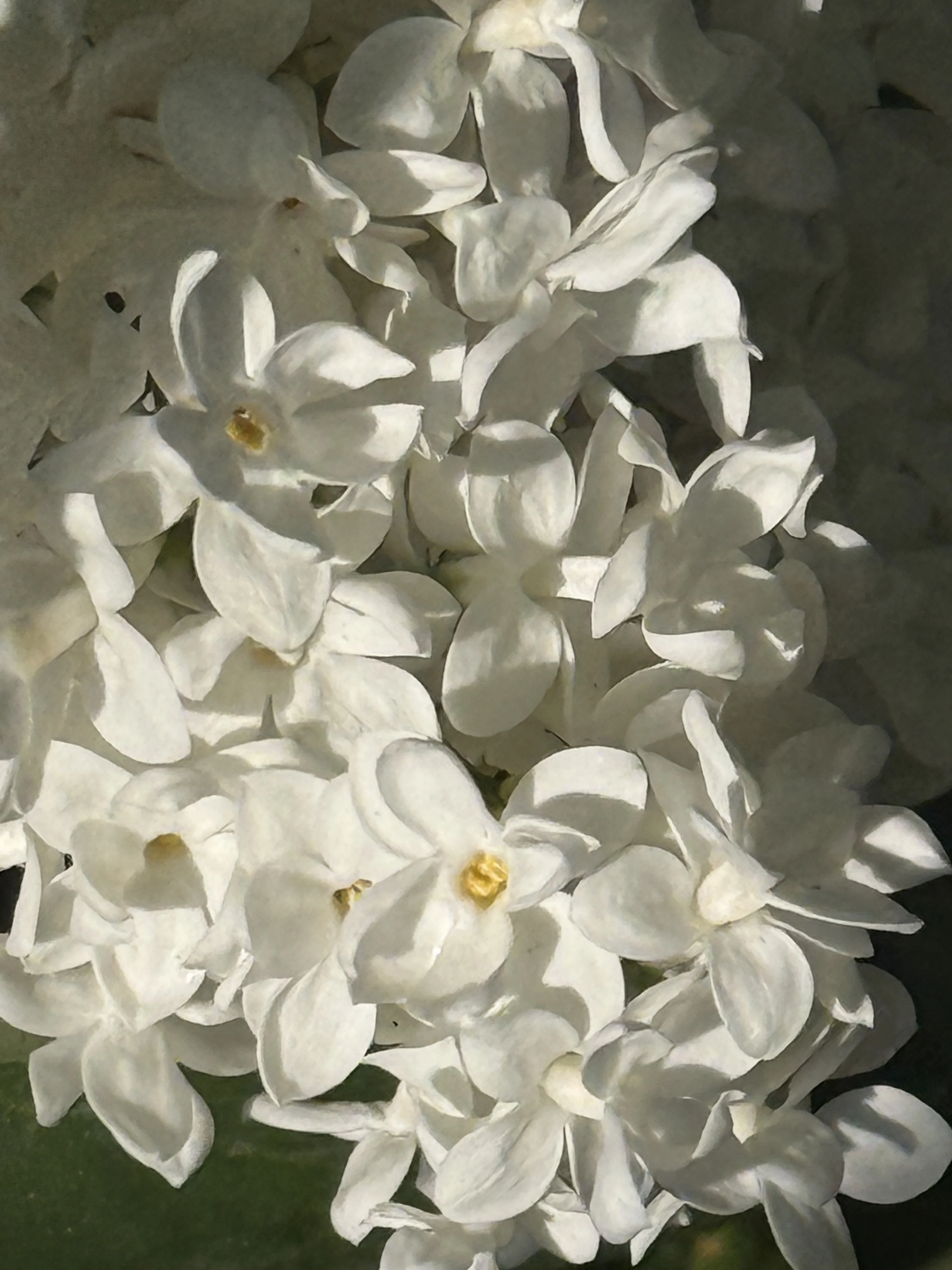 IMG_2825.webp
