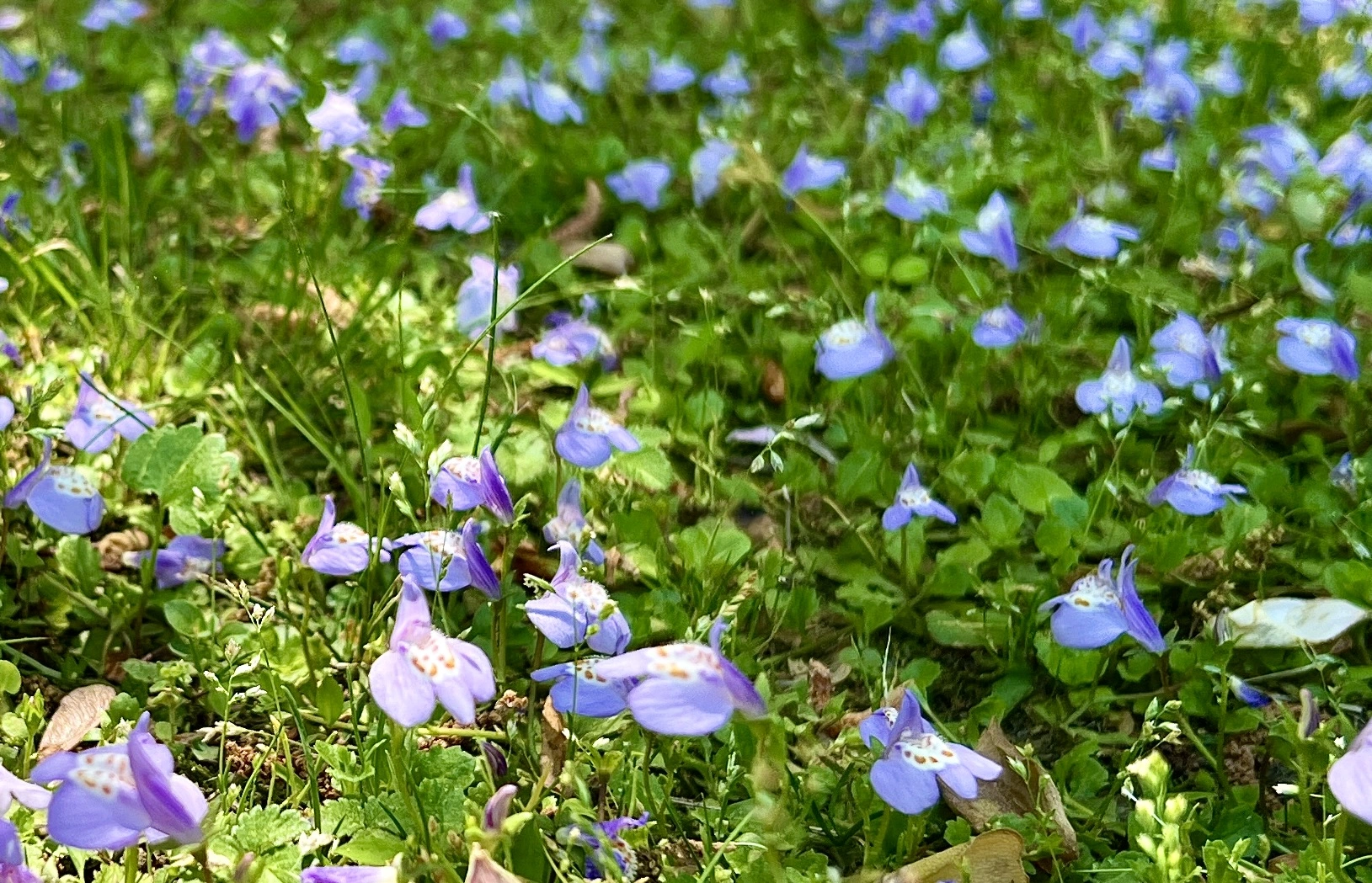 IMG_4974.webp
