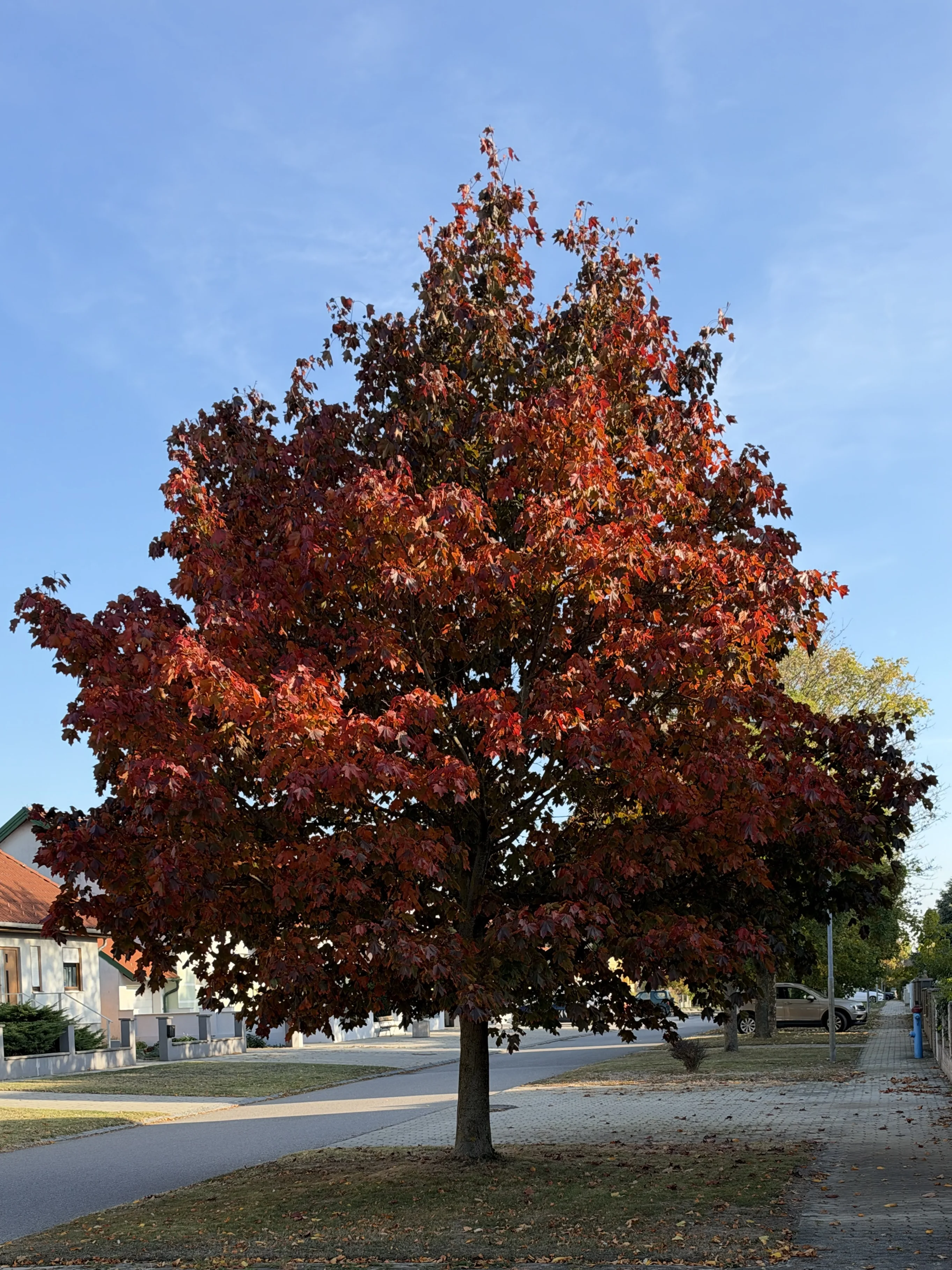 IMG_6813.webp