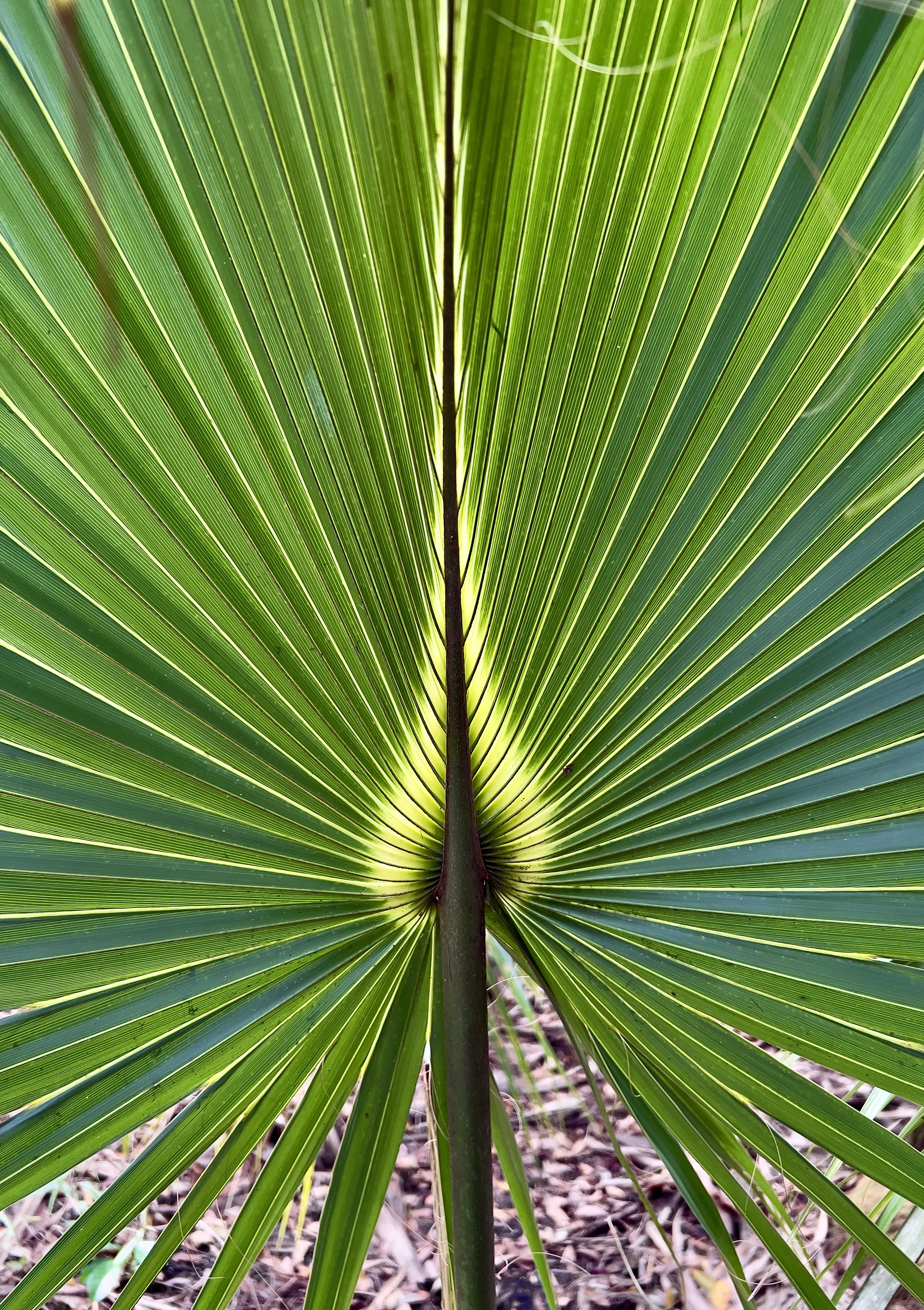 IMG_7372.webp
