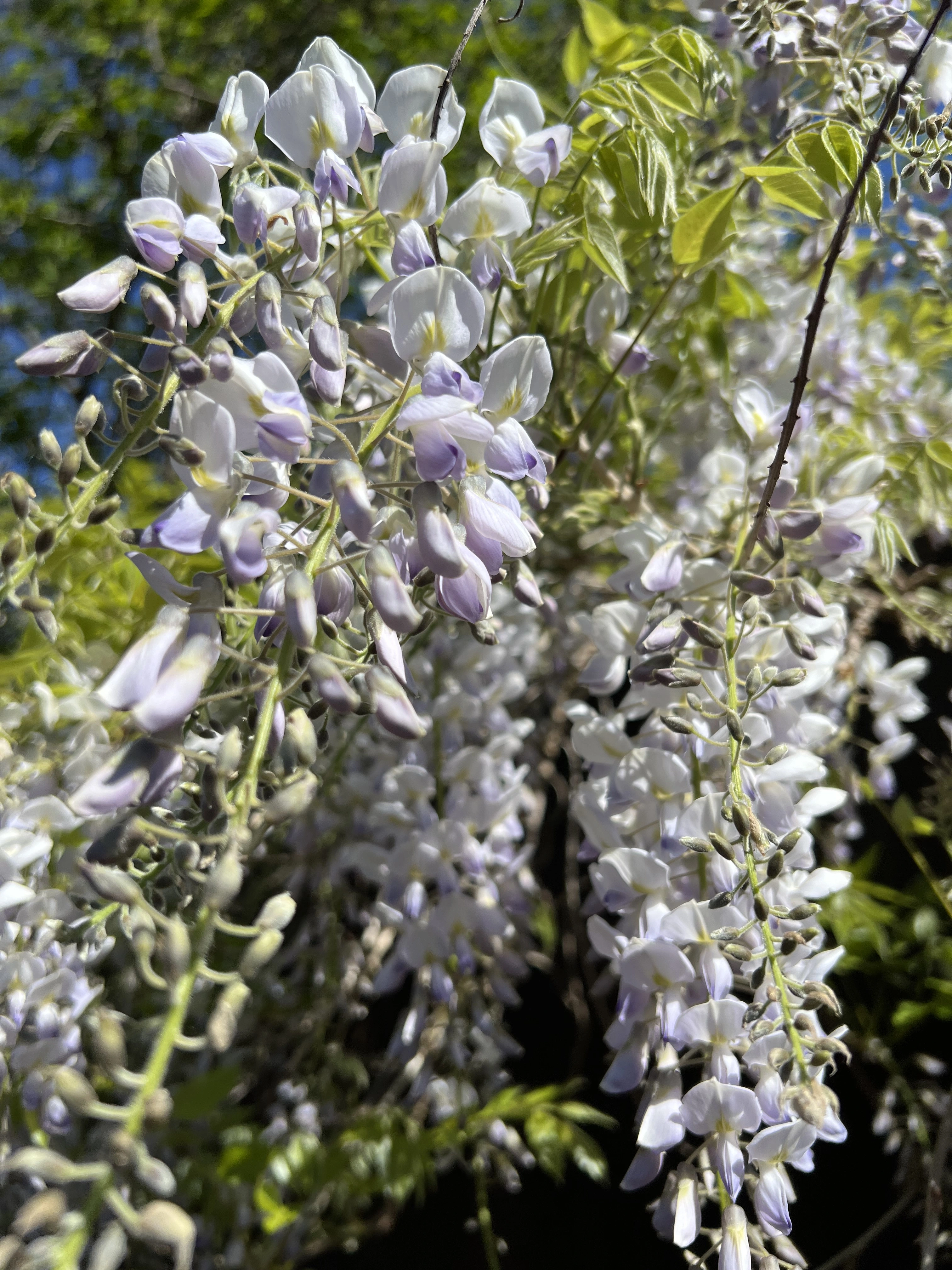 IMG_7518.webp