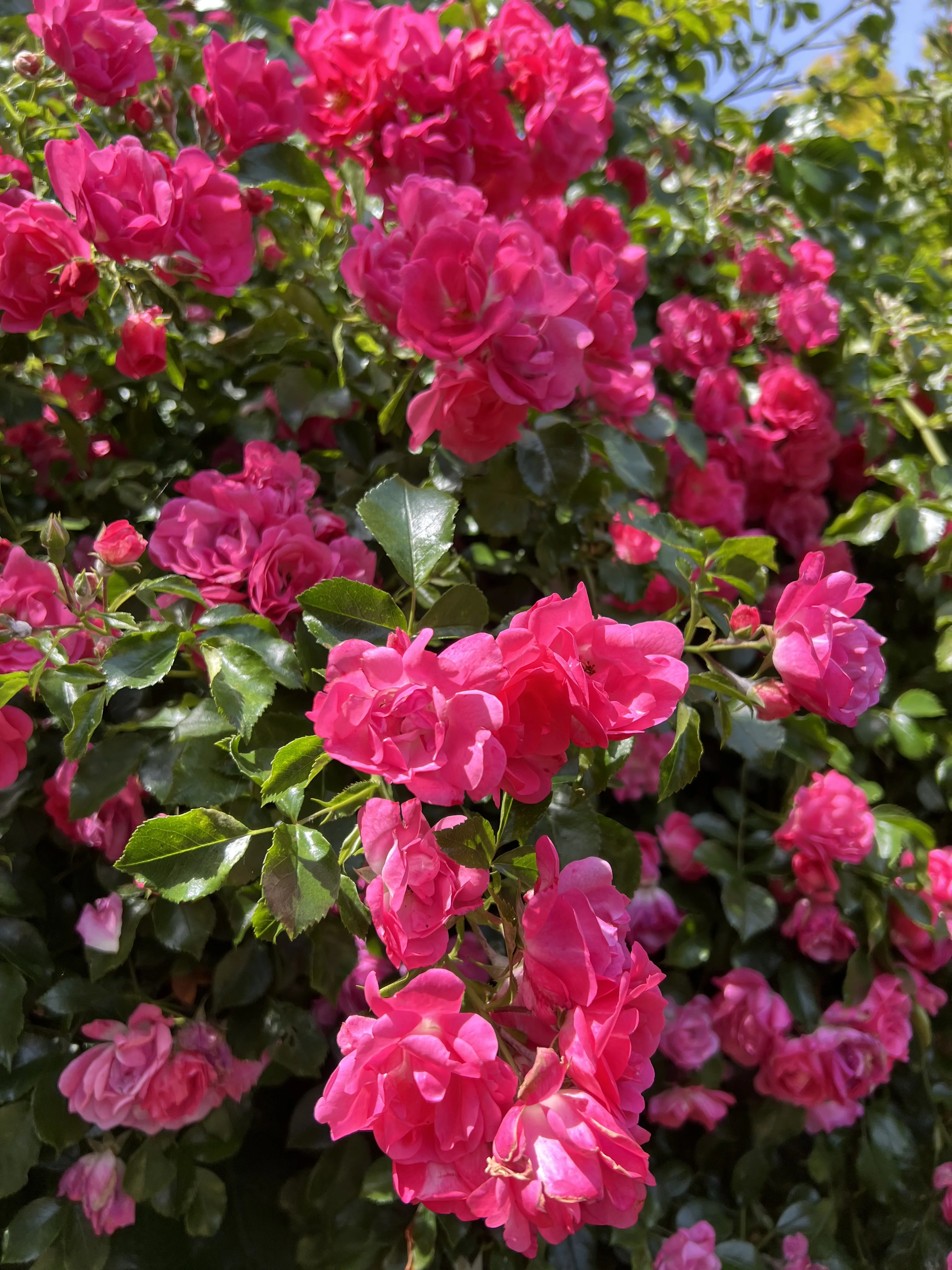 IMG_7737.webp