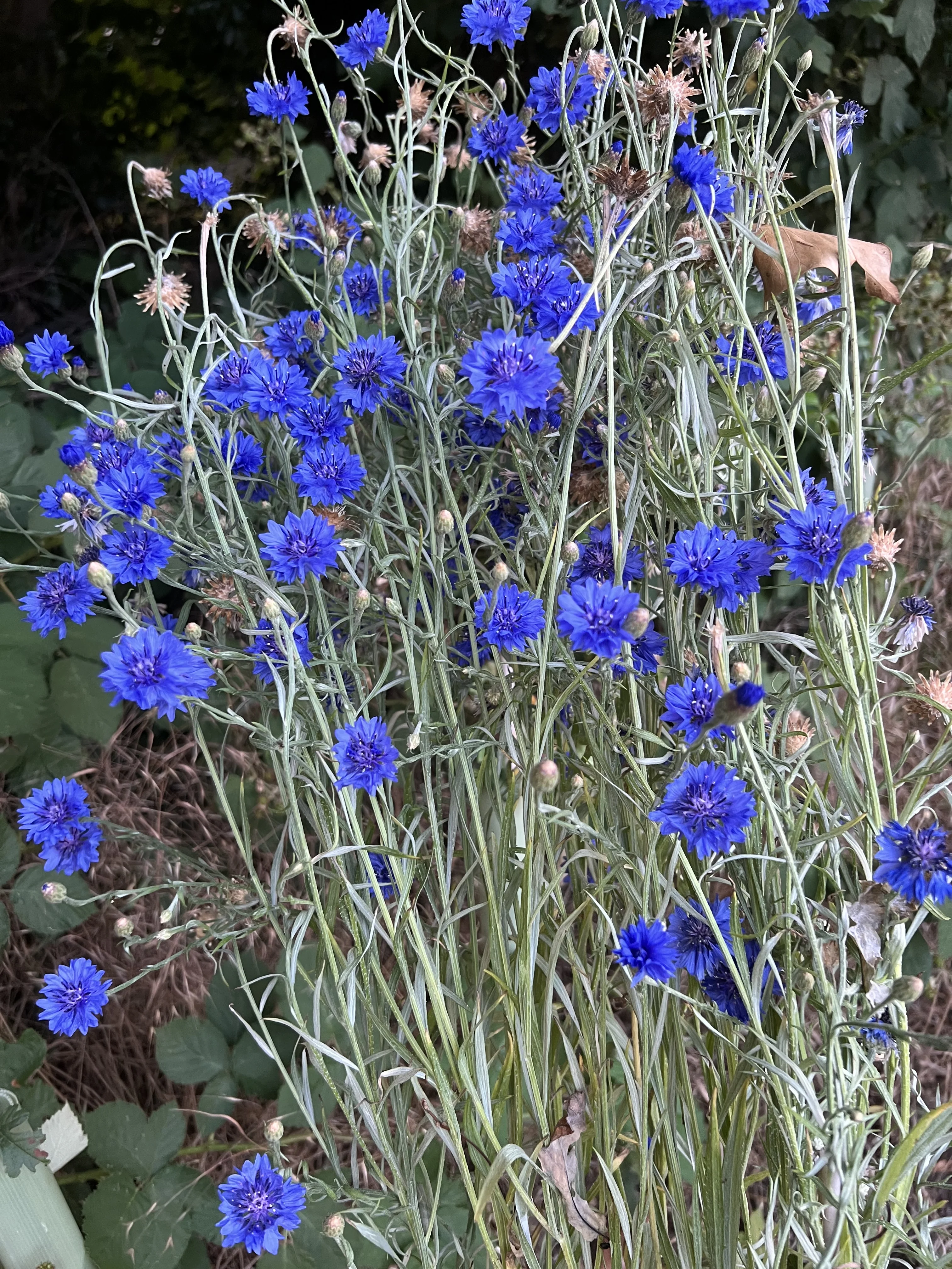 IMG_7787.webp