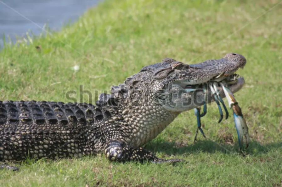 Screen Shot 2015-04-25 at 2.10.30 PM.webp