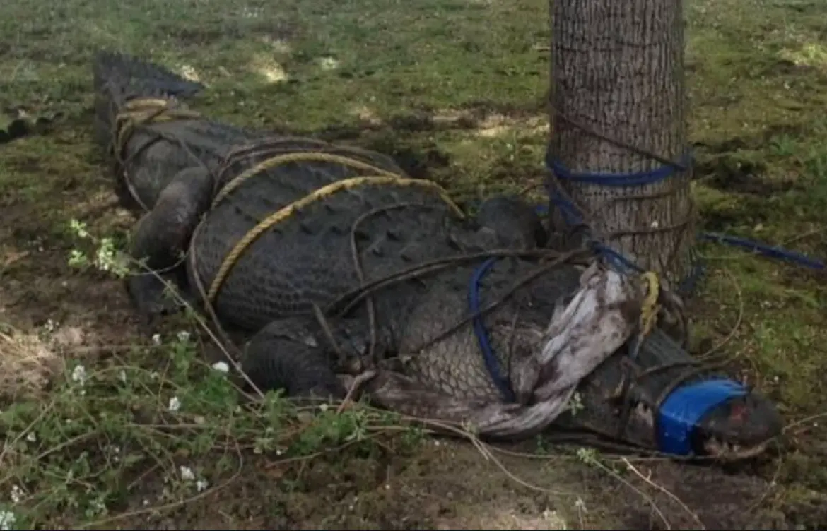 Screen Shot 2015-04-25 at 2.18.05 PM.webp