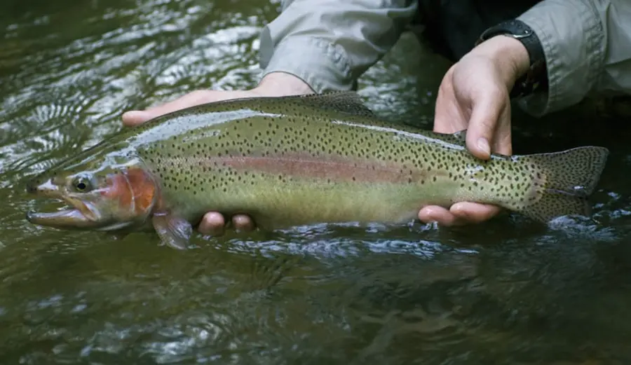 Screen Shot 2015-06-27 at 6.27.11 PM.webp