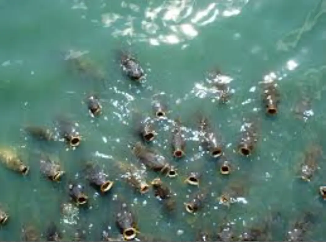 Screen Shot 2015-09-29 at 10.07.47 PM.webp