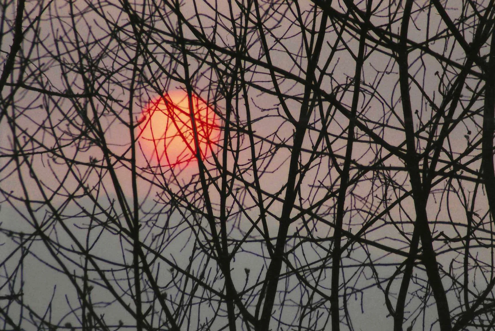 Sunset behind trees Virginia Beach Va Feb 1983.webp