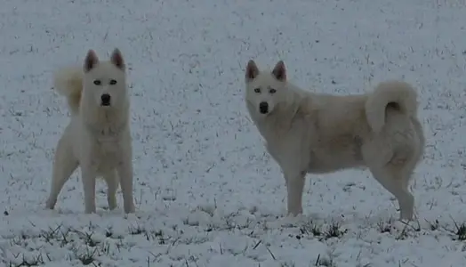 Kodiak and Sitka.webp