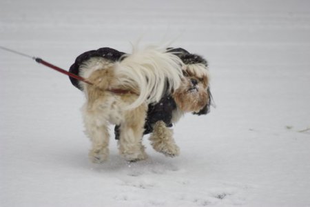 Buster loves snow!.jpg