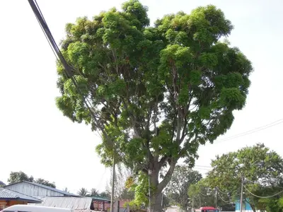 image-3561585576.webp