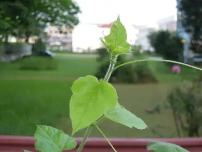 image-2081639639.webp