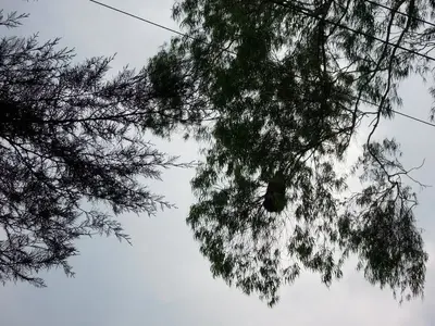 image-3693455958.webp