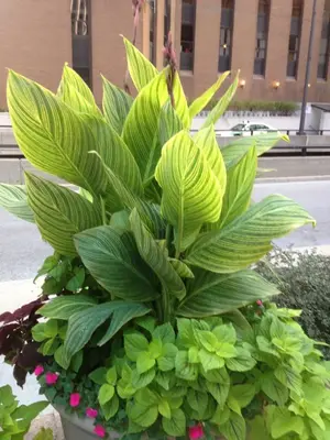 image-1432981645.webp