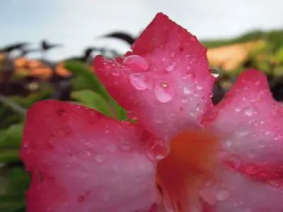image-1211300299.webp