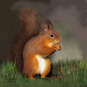 SaphireRedSquirrel.jpg