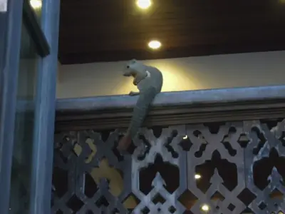 image-1549200676.webp