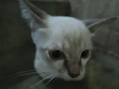 image-370755500.webp
