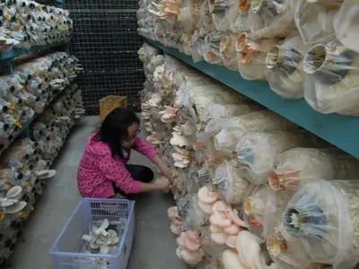 image-2342044238.webp