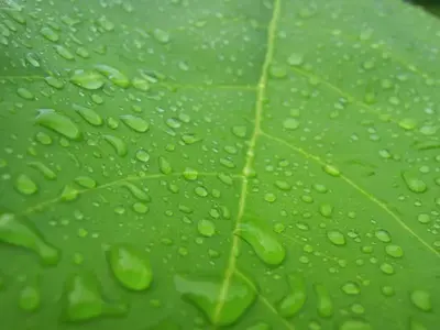 image-3182007185.webp