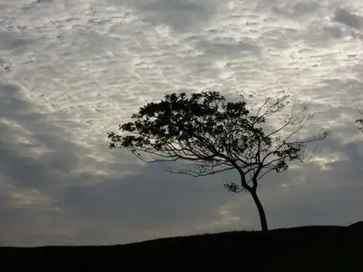 image-305802857.webp