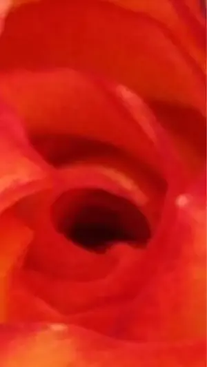 image-3333162553.webp