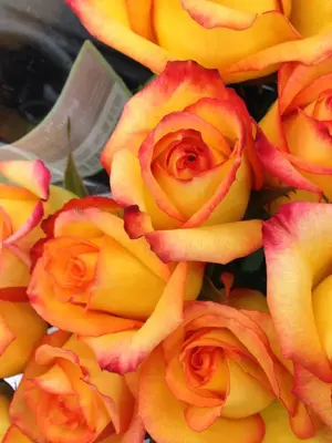 image-423392682.webp