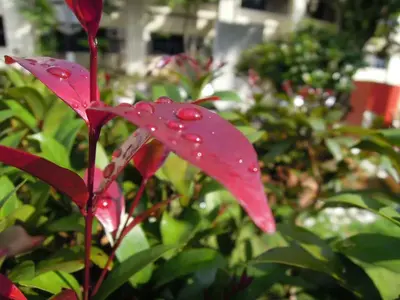 image-316818628.webp