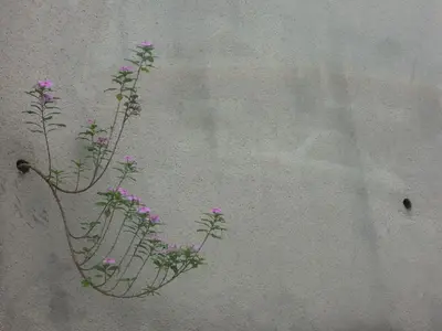 image-129013063.webp