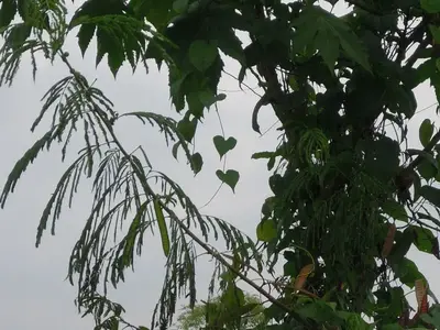 image-1766042779.webp