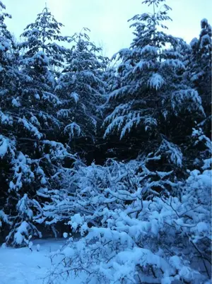 image-4016506322.webp